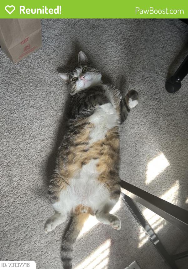 Reunited Male Cat last seen Near Rabbits Run St, Waldorf, MD 20601, USA, Waldorf, MD 20601