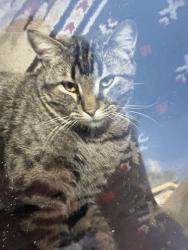 Lost Male Cat last seen Denver Ave, Johnstown, CO 80534