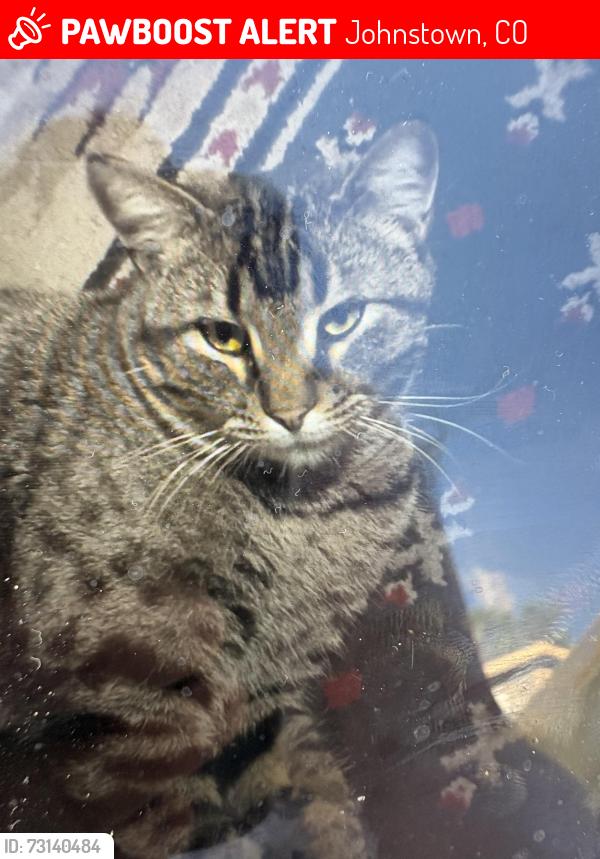 Lost Male Cat last seen Denver Ave, Johnstown, CO 80534