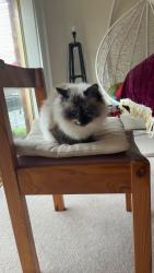 Lost Female Cat last seen Near Eleven gas station on Cathies Lane, Wantirna South, VIC 3152