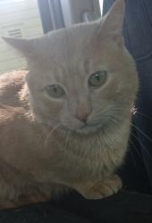 Reunited Male Cat last seen 6th Ave and Prospect Street headed north on Proctor, Tacoma, WA 98406