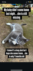 Reunited Female Cat last seen Ben’s Market, Blaine, WA 98230