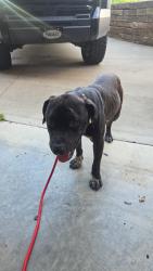 Reunited Male Dog last seen Armsrong meadows neighborhood and Susan rd, Columbia, TN 38401