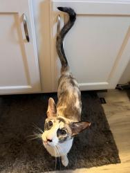 Reunited Female Cat last seen Crawling Stone Rd and Interlaken Pass, Madison, WI 53719