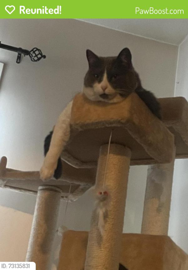 Reunited Female Cat last seen hosp, Red Deer, AB T4N 4J5
