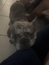 Reunited Male Dog last seen Near Vegas drive, Las Vegas, NV 89108