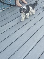 Reunited Male Dog last seen Aurora hills middle school, Aurora, CO 80012