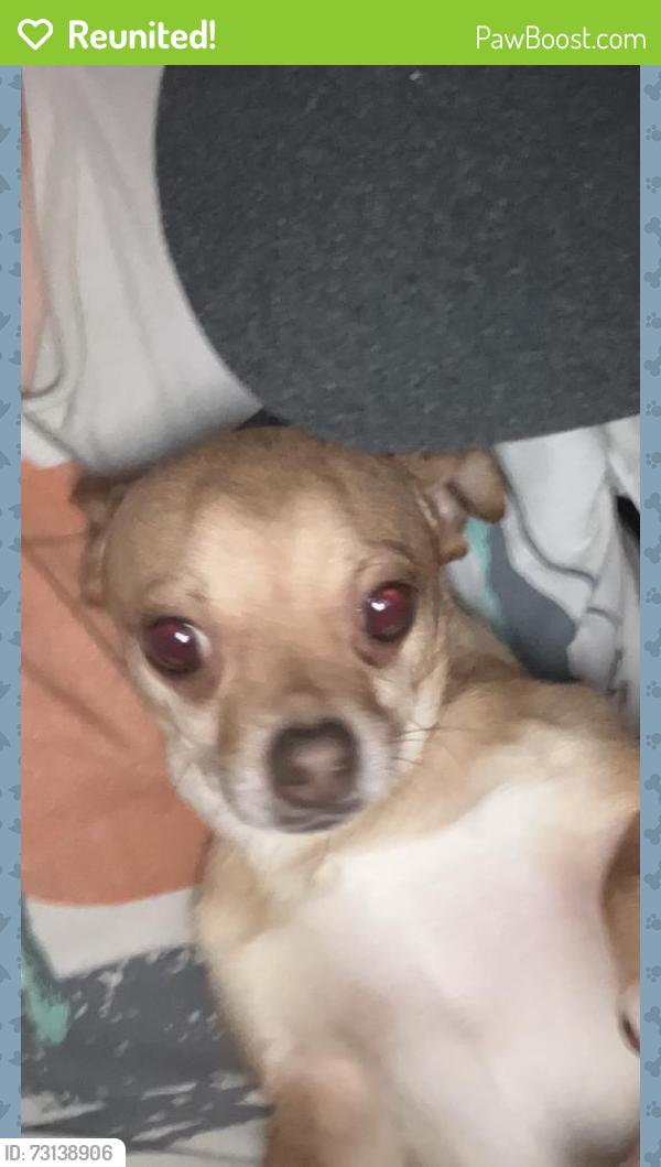 Reunited Male Dog last seen Colorado Ave, Hammond, Hammond, IN 46323