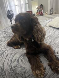 Reunited Male Dog last seen Pembroke Pines, FL, USA, Pembroke Pines, FL 33025