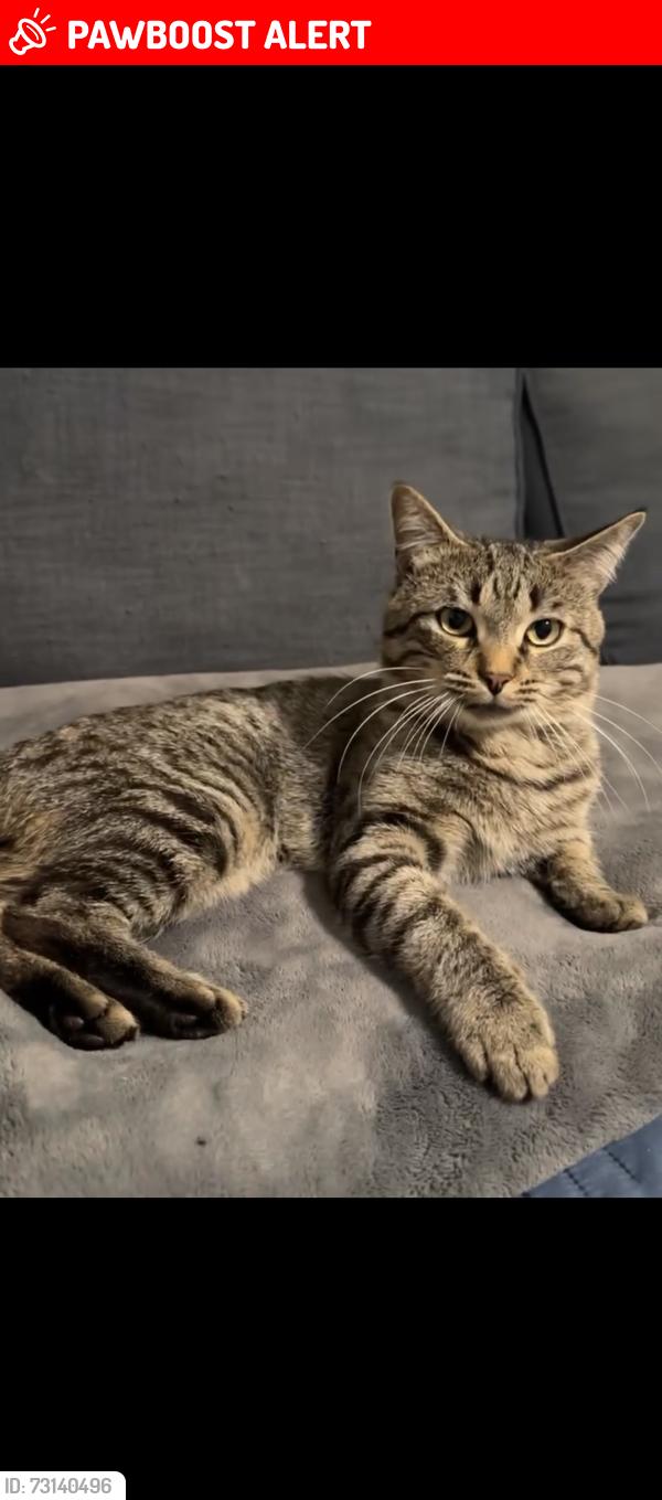 Lost Male Cat last seen Jones rd and hatchery rd, Waterford Township, MI 48327