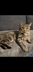 Lost Male Cat last seen Jones rd and hatchery rd, Waterford Township, MI 48327