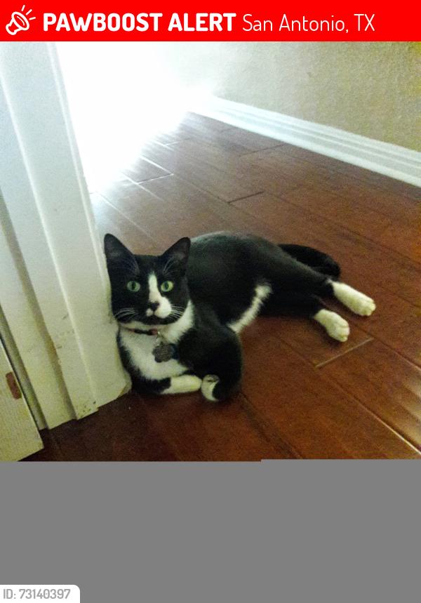 Lost Male Cat last seen Fontenay Park in the Westover Forest neighborhood, 78251, San Antonio, TX 78251