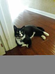 Lost Male Cat last seen Fontenay Park in the Westover Forest neighborhood, 78251, San Antonio, TX 78251