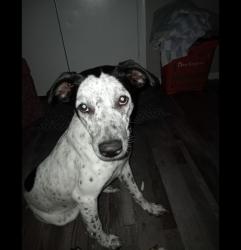 Reunited Female Cat last seen Lakewood, Garland, TX 75042