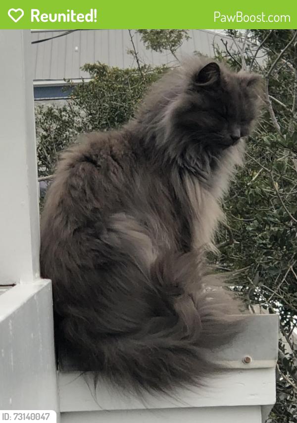 Reunited Male Cat last seen Wright Street, Wrightsville Beach, NC 28480