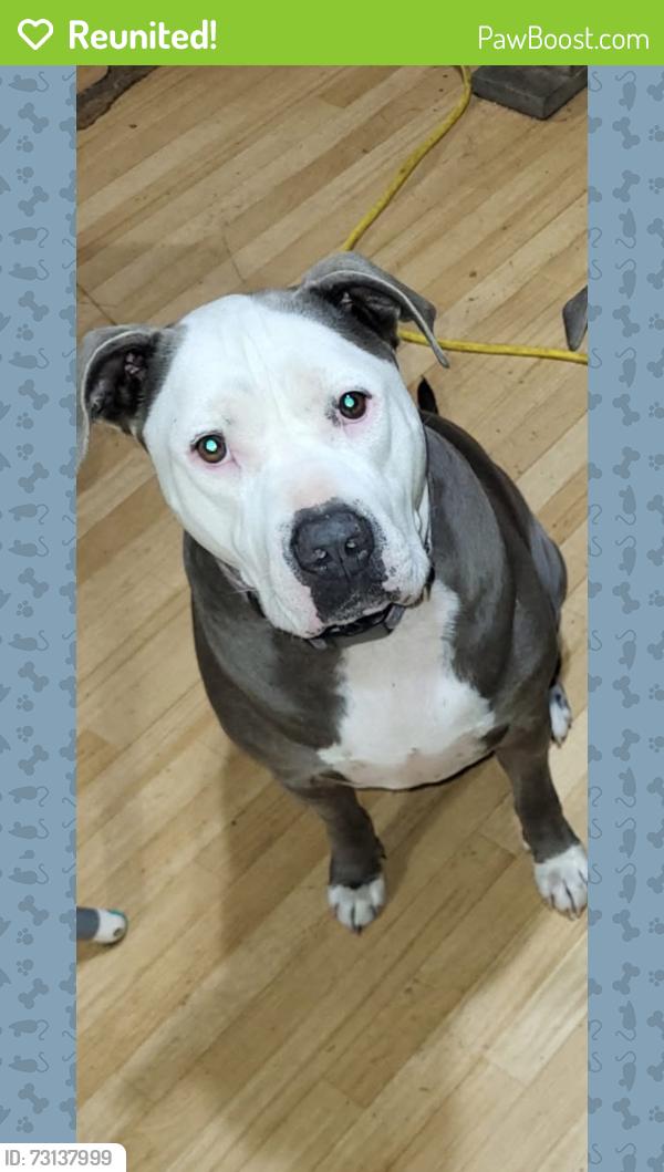 Reunited Male Dog last seen Treat mountain rd, Cedartown, GA 30125