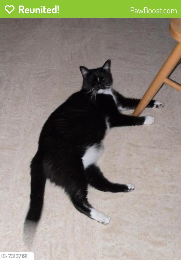 Reunited Female Cat last seen Near Lantern Lane Concord NH, Concord, NH 03301
