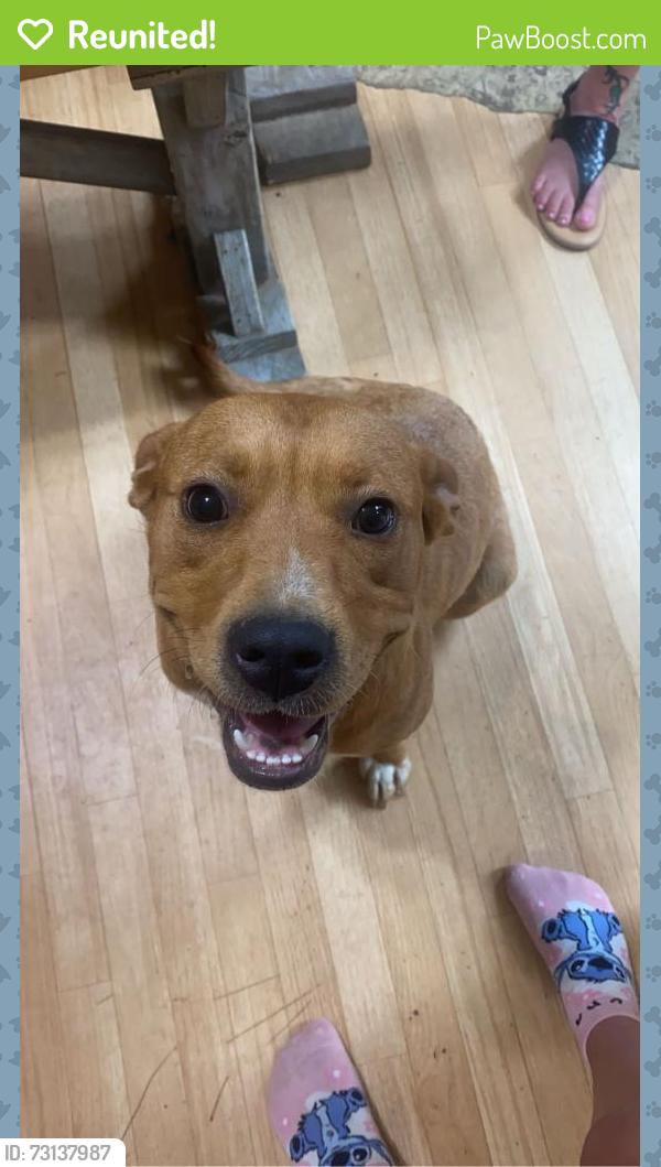 Reunited Female Dog last seen Treat mountain rd, Cedartown, GA 30125