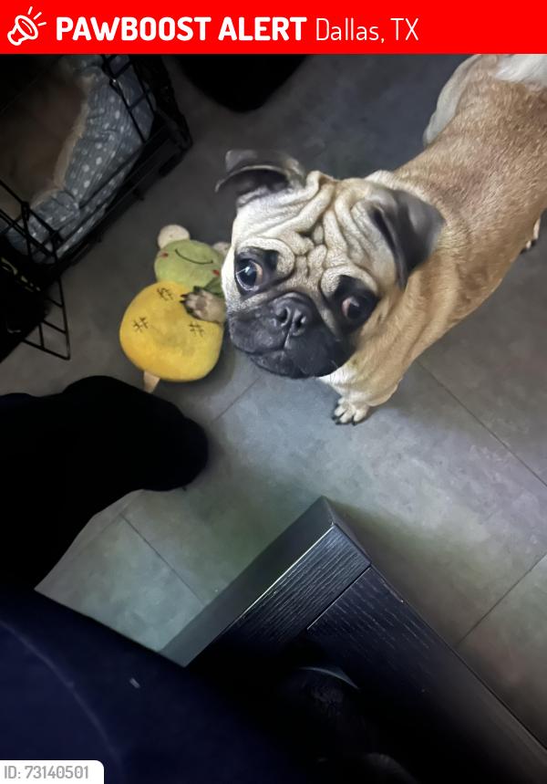 Lost Male Dog last seen Haskell Ave, Dallas, TX 75223
