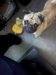 Lost Male Dog last seen Haskell Ave, Dallas, TX 75223