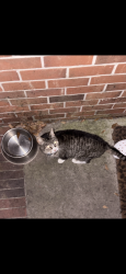 Lost Female Cat last seen Wallington Rd, Wilmington, NC 28409