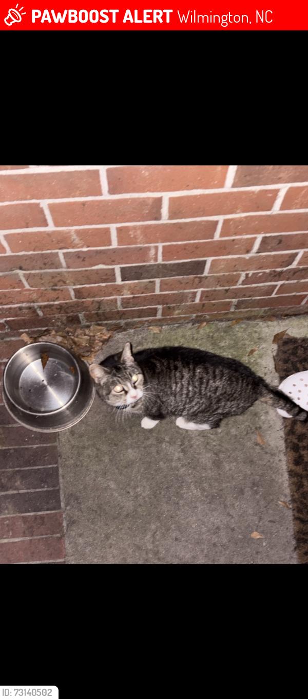 Lost Female Cat last seen Wallington Rd, Wilmington, NC 28409