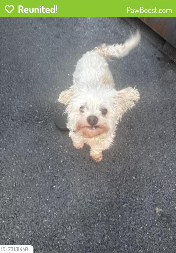 Reunited Unknown Dog last seen Kylin asian fusion, Palmyra, PA 17078