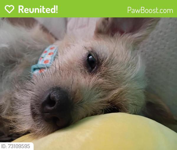 Reunited Female Dog last seen 33rd Street/Coronado Rd, Phoenix, AZ 85008