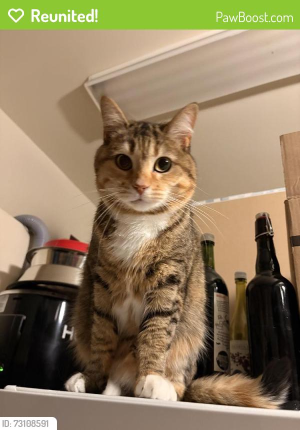 Reunited Female Cat last seen Vimont area, behind cité de la santé hosp, Laval, QC H7M 4G7