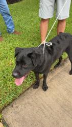 Reunited Male Dog last seen Near Crescent Clover Dr, Klein, TX 77379, USA, Klein, TX 77379
