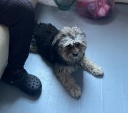 Lost Male Dog last seen West 48th st and South damen, back of the yards, Chicago, IL 60609