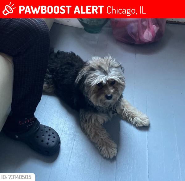 Lost Male Dog last seen West 48th st and South damen, back of the yards, Chicago, IL 60609