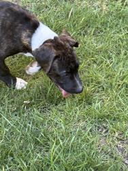 Found/Stray Unknown Dog last seen Alahambra, Vallejo, CA 94591
