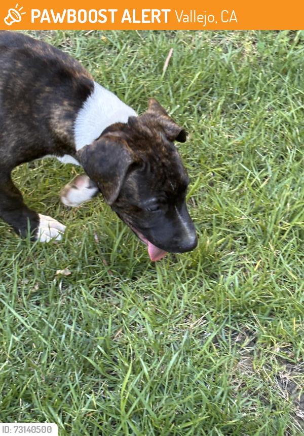 Found/Stray Unknown Dog last seen Alahambra, Vallejo, CA 94591