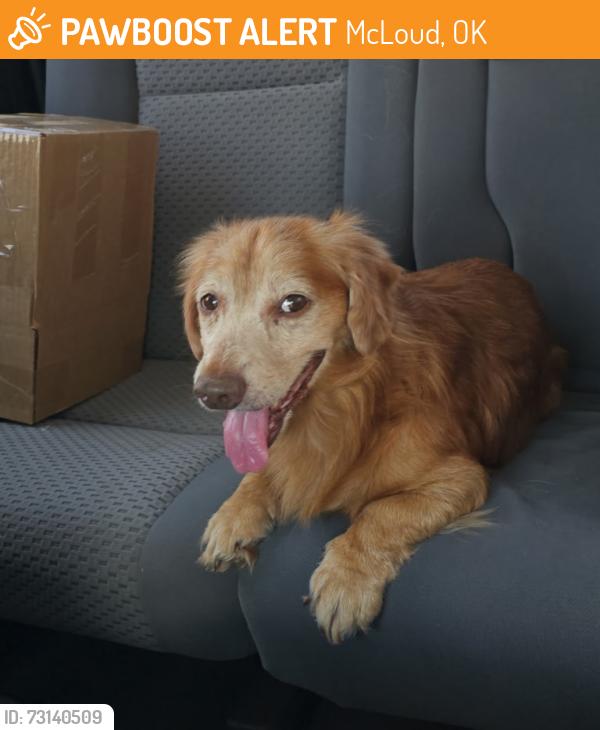 Found/Stray Male Dog last seen Walker and 89th, McLoud, OK 74851