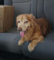 Found/Stray Male Dog last seen Walker and 89th, McLoud, OK 74851