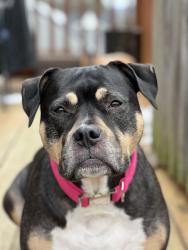 Reunited Female Dog last seen Hopewell road, Maury County, TN 38451