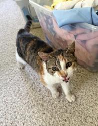 Found/Stray Female Cat last seen Simpson Road, Rochester, MN 55902