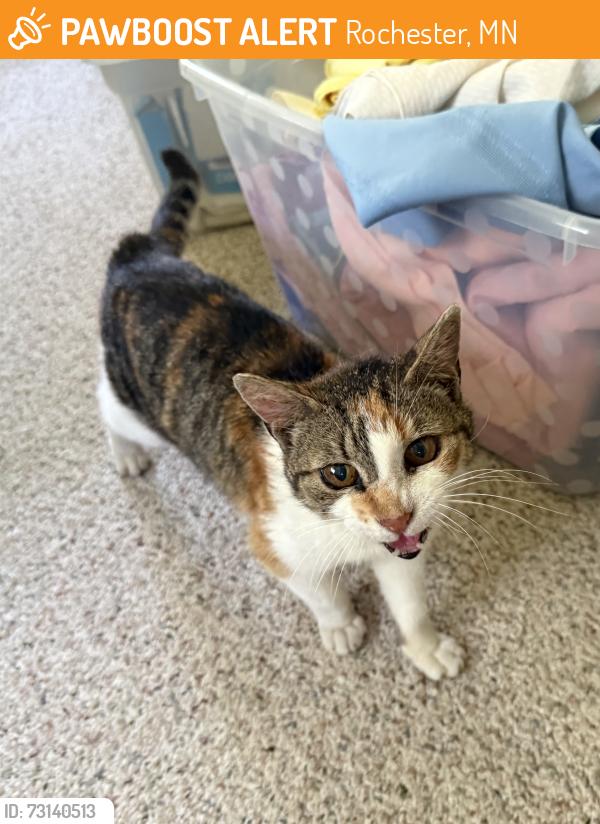 Found/Stray Female Cat last seen Simpson Road, Rochester, MN 55902