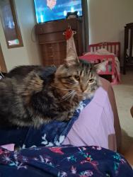 Lost Male Cat last seen Near N Hiawatha Circle Sheboygan, WI, Sheboygan, WI 53081