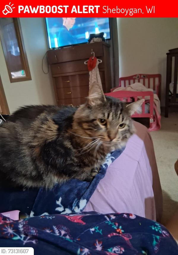 Lost Male Cat last seen Near N Hiawatha Circle Sheboygan, WI, Sheboygan, WI 53081