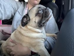 Found/Stray Female Dog last seen Hwy 301/ Harper and Iris, Four Oaks, NC 27524