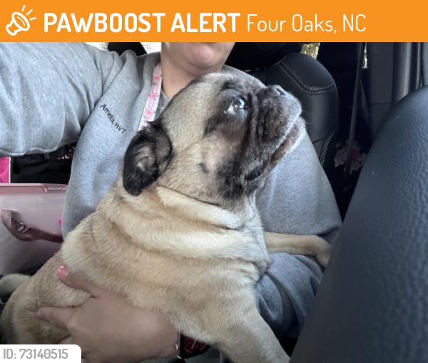 Found/Stray Female Dog last seen Hwy 301/ Harper and Iris, Four Oaks, NC 27524