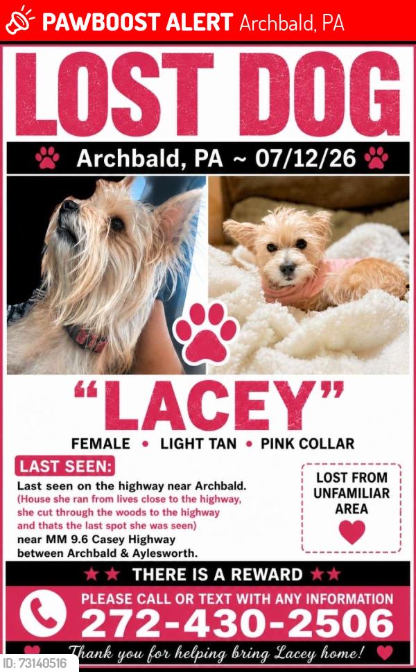Lost Female Dog last seen Near mil Casey Highway, Archbald, PA 18403