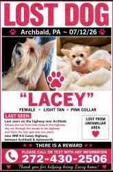 Lost Female Dog last seen Near mil Casey Highway, Archbald, PA 18403