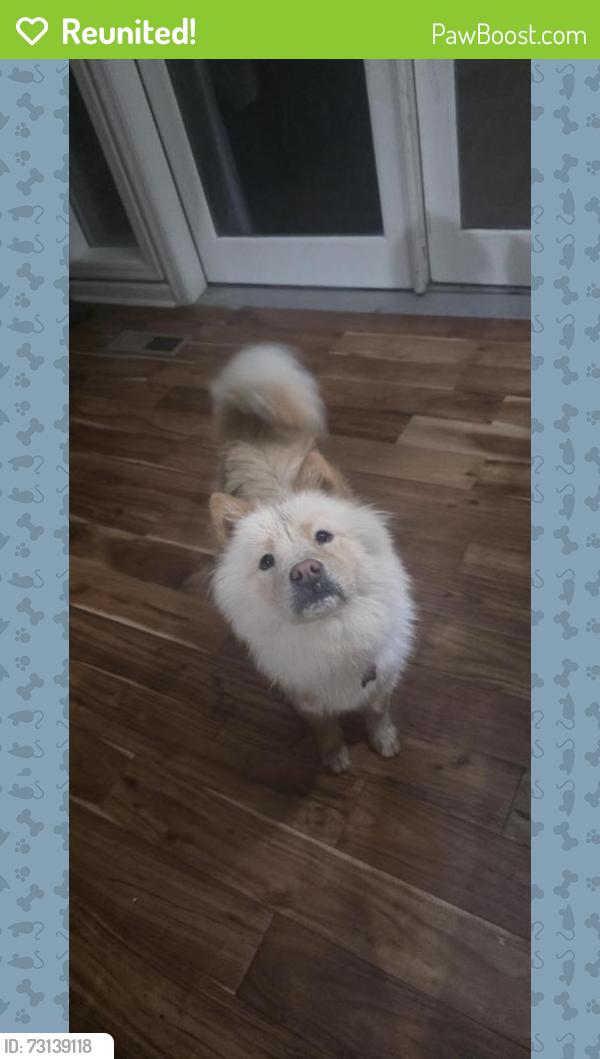 Reunited Female Dog last seen Near y memorial cross 61and yalle, Tulsa, OK 74135