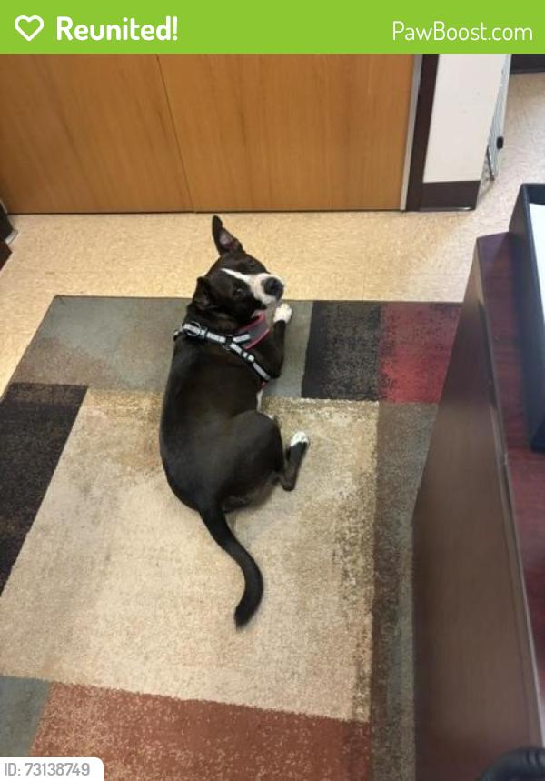 Reunited Male Dog last seen Hollywood Park Texas, Hollywood Park, TX 78232