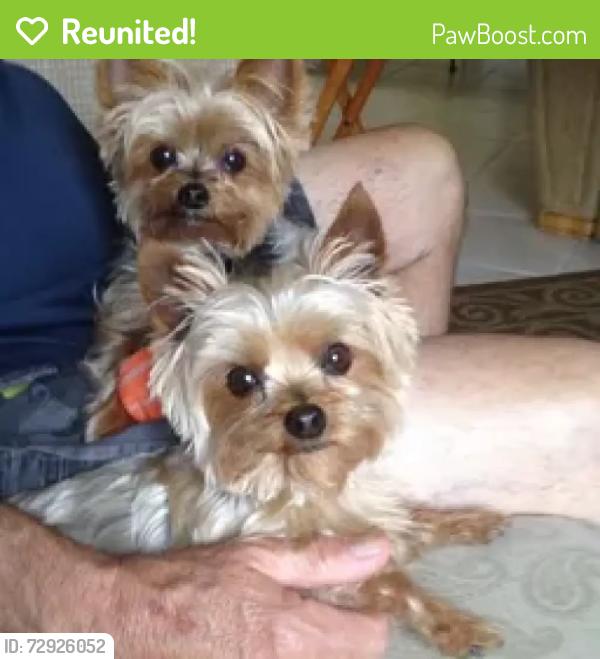 Reunited Female Dog last seen Sunrise, Fort Lauderdale, FL 33301