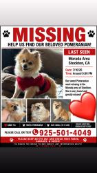 Lost Female Dog last seen Holman, Stockton, CA 95212