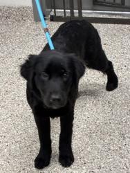 Shelter Stray Female Dog last seen exit 14 n bound, County/Unicorporated, NC, 1491 Business Park Ct, Gastonia, NC 28052, USA